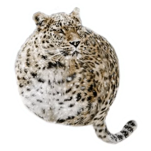 🐆 Стикер «Round Animals» для Telegram