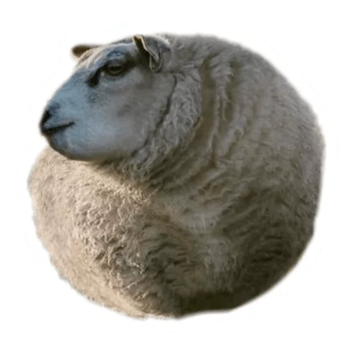 🐑 Стикер «Round Animals» для Telegram