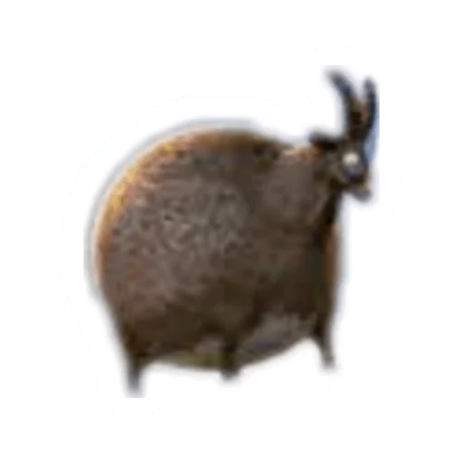 🐐 Стикер «Round Animals» для Telegram