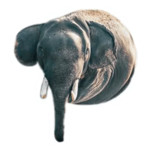 🐘 Стикер «Round Animals» для Telegram