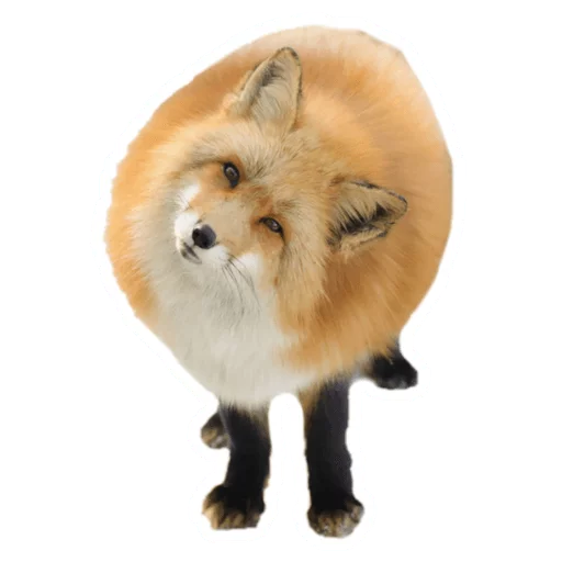 🦊 Стикер «Round Animals» для Telegram