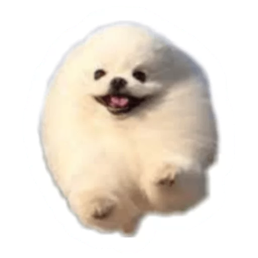 🐶 Стикер «Round Animals» для Telegram