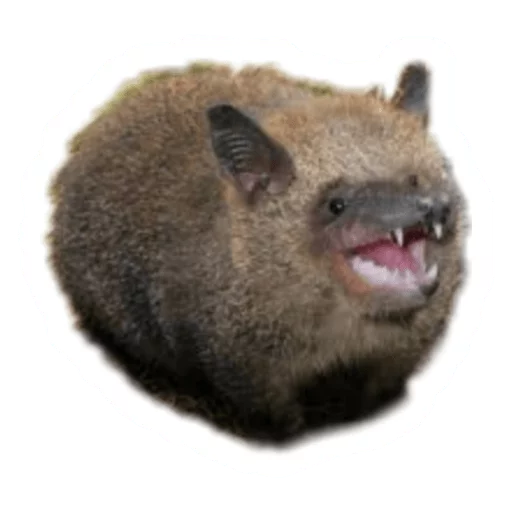 🐗 Стикер «Round Animals» для Telegram