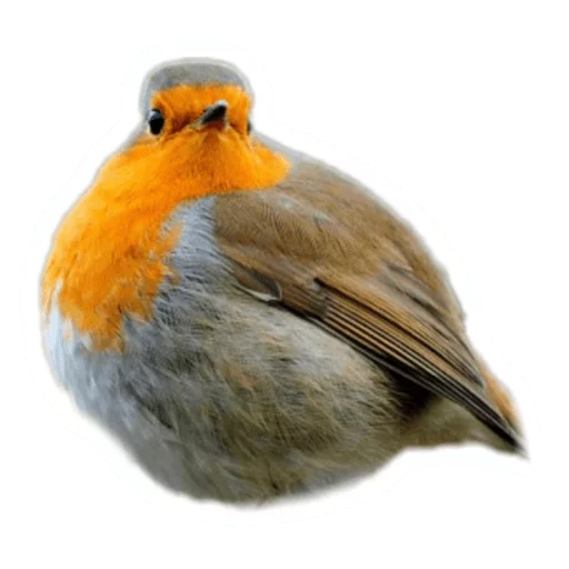 🐦 Стикер «Round Animals» для Telegram