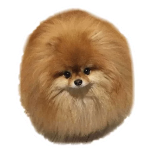 🐶 Стикер «Round Animals» для Telegram