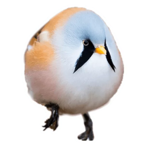 🐦 Стикер «Round Animals» для Telegram