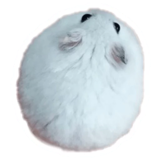 🐭 Стикер «Round Animals» для Telegram
