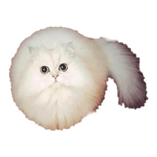 🐱 Стикер «Round Animals» для Telegram