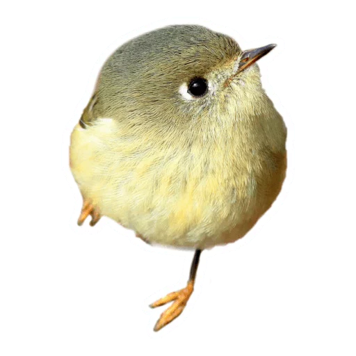 🐦 Стикер «Round Animals» для Telegram