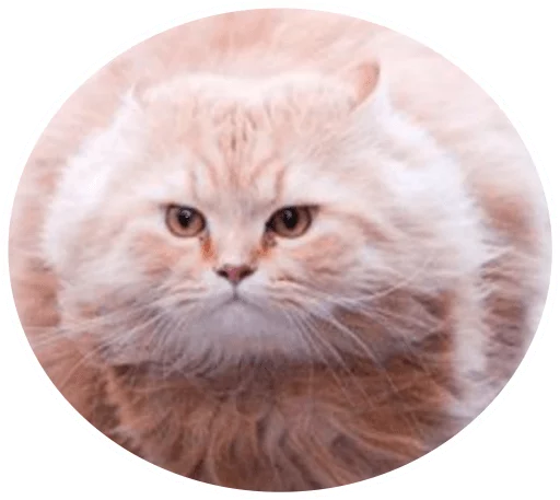 🐱 Стикер «Round Animals» для Telegram