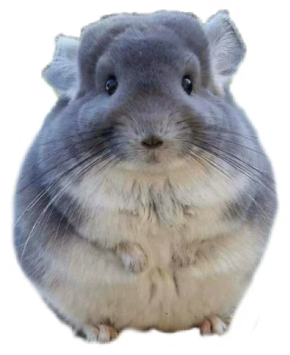 🐁 Стикер «Round Animals» для Telegram