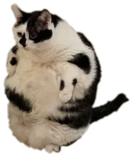 🐱 Стикер «Round Animals» для Telegram