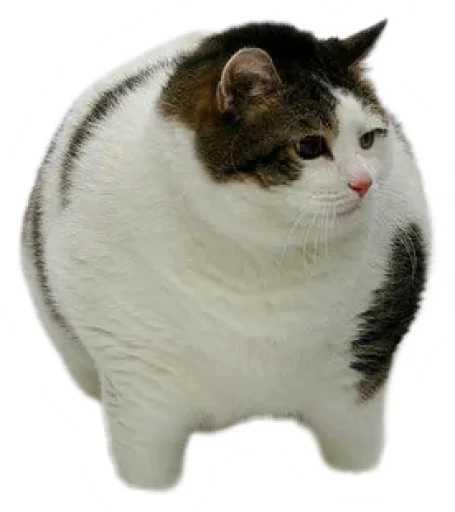 🐱 Стикер «Round Animals» для Telegram
