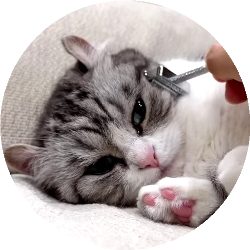 😺 Стикер «RoundKomaru» для Telegram