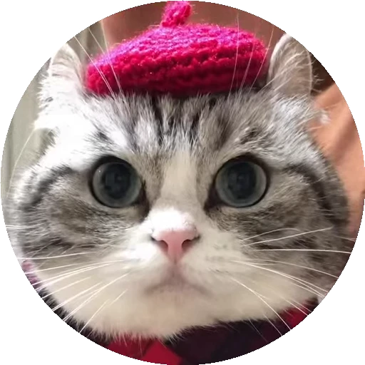 😺 Стикер «RoundKomaru» для Telegram