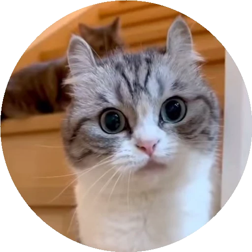 😺 Стикер «RoundKomaru» для Telegram