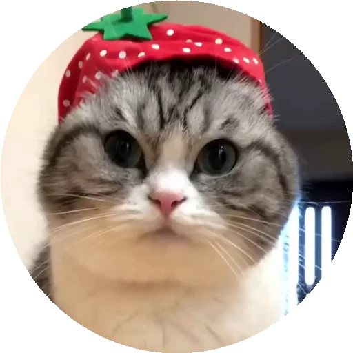 🍓 Стикер «RoundKomaru» для Telegram