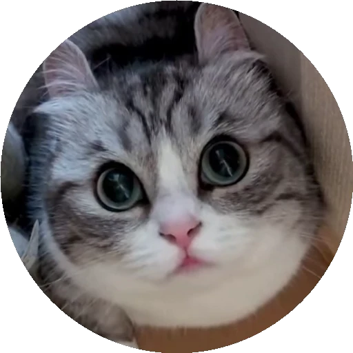 😺 Стикер «RoundKomaru» для Telegram