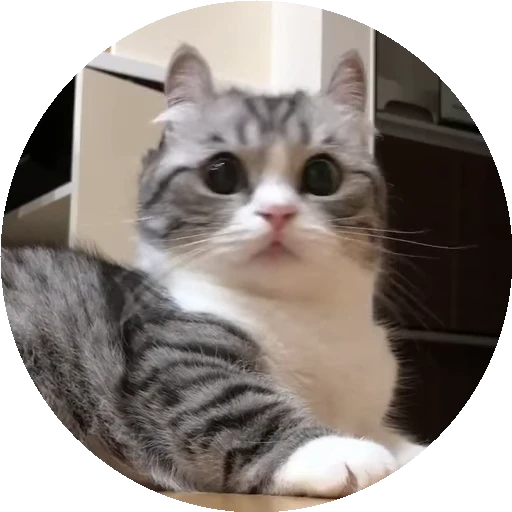 😺 Стикер «RoundKomaru» для Telegram