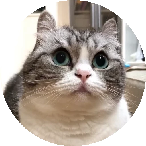 😺 Стикер «RoundKomaru» для Telegram