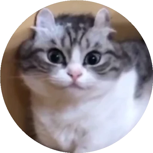😺 Стикер «RoundKomaru» для Telegram