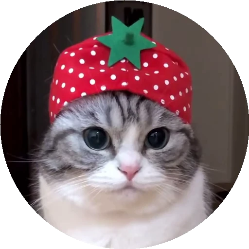 🍓 Стикер «RoundKomaru» для Telegram
