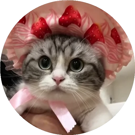 🍓 Стикер «RoundKomaru» для Telegram