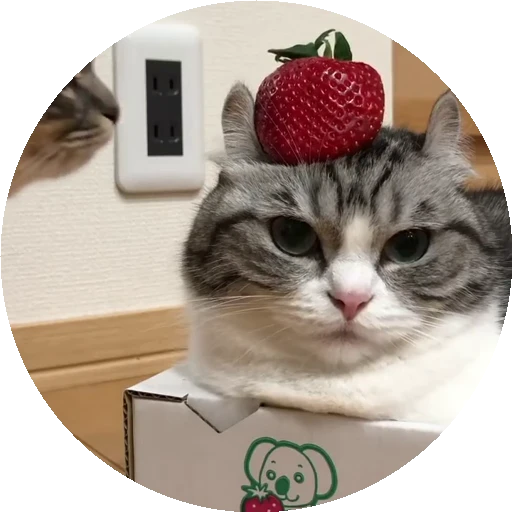 🍓 Стикер «RoundKomaru» для Telegram