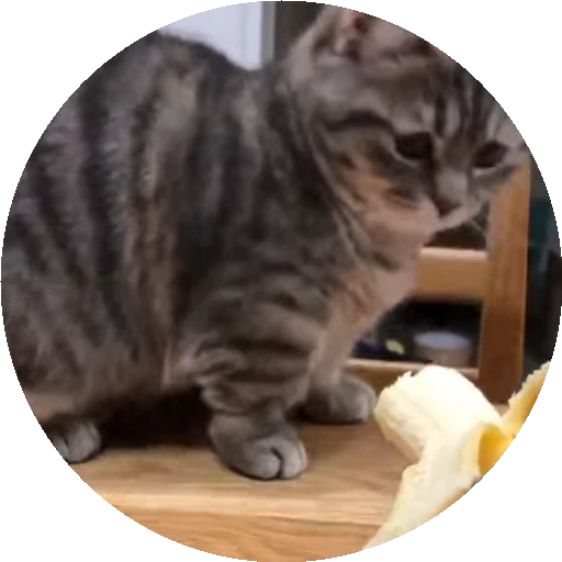 😺 Стикер «RoundKomaru» для Telegram