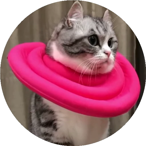 😺 Стикер «RoundKomaru» для Telegram