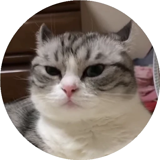 😺 Стикер «RoundKomaru» для Telegram