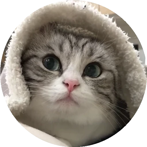 😺 Стикер «RoundKomaru» для Telegram