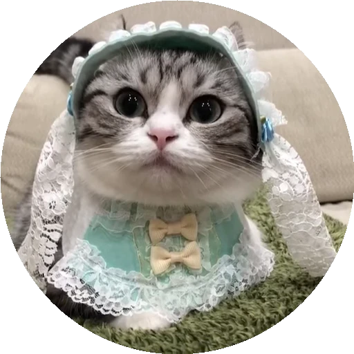💃 Стикер «RoundKomaru» для Telegram
