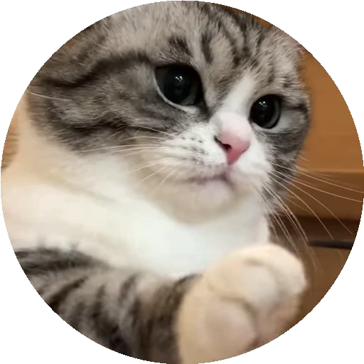 😺 Стикер «RoundKomaru» для Telegram