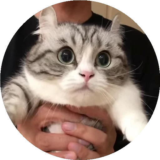 😺 Стикер «RoundKomaru» для Telegram