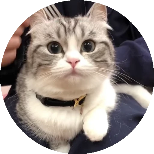 😺 Стикер «RoundKomaru» для Telegram