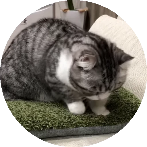 😺 Стикер «RoundKomaru» для Telegram