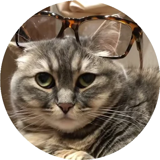 🤓 Стикер «RoundKomaru» для Telegram