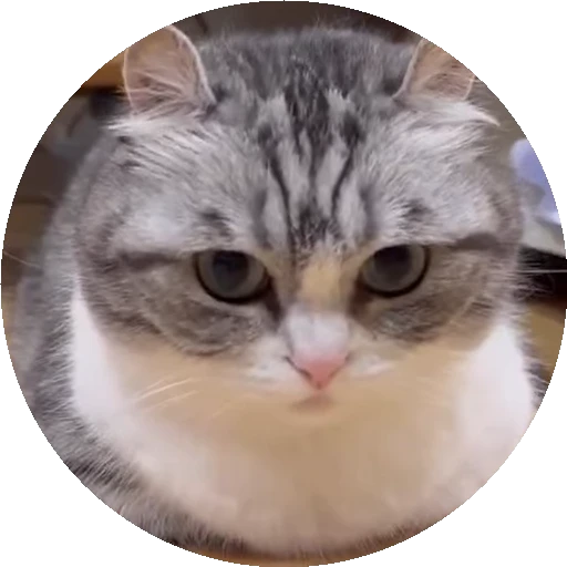😺 Стикер «RoundKomaru» для Telegram