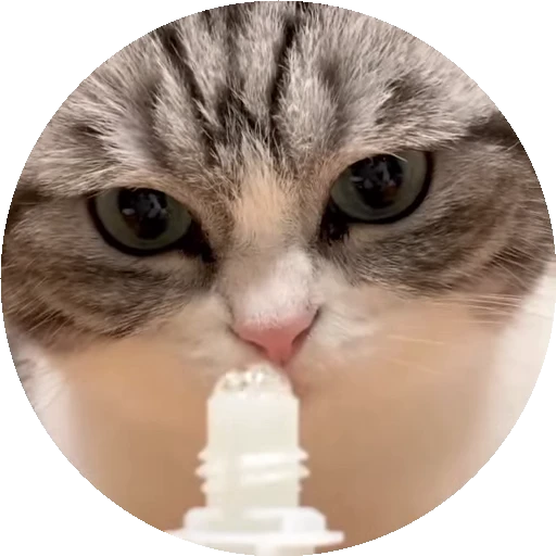 😺 Стикер «RoundKomaru» для Telegram