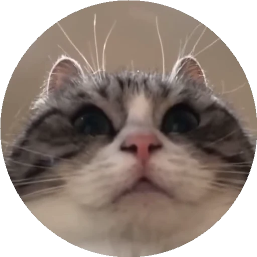 😺 Стикер «RoundKomaru» для Telegram