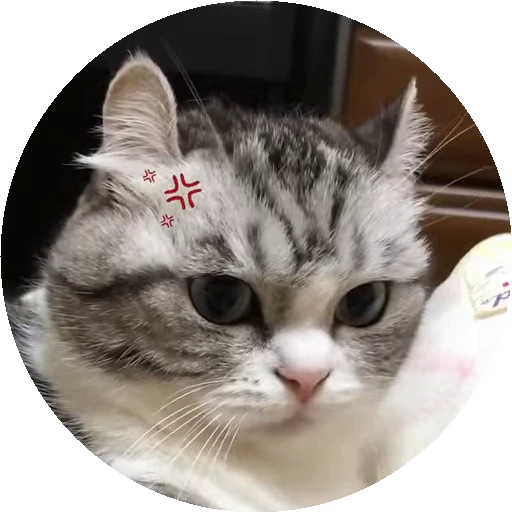 😡 Стикер «RoundKomaru» для Telegram