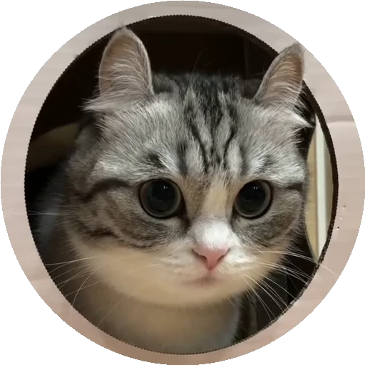 😺 Стикер «RoundKomaru» для Telegram