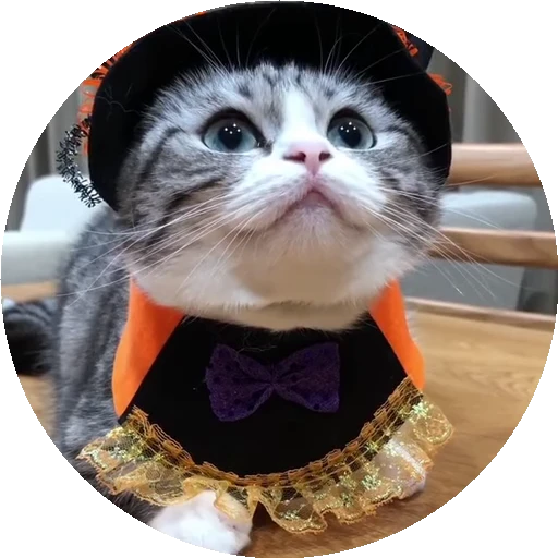💃 Стикер «RoundKomaru» для Telegram