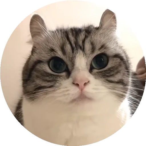 😺 Стикер «RoundKomaru» для Telegram