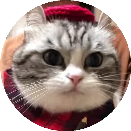 😺 Стикер «RoundKomaru» для Telegram
