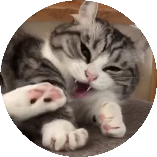 😺 Стикер «RoundKomaru» для Telegram