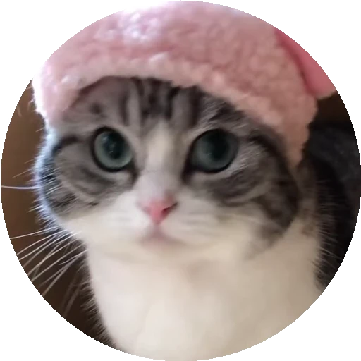 😺 Стикер «RoundKomaru» для Telegram