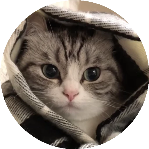 😺 Стикер «RoundKomaru» для Telegram