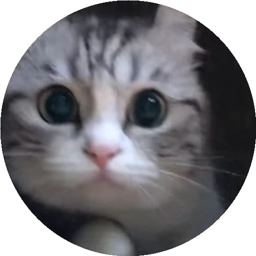 😺 Стикер «RoundKomaru» для Telegram